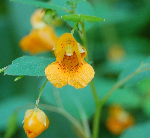 "Jewel Weed Impatiens capensis Flower" (c) 2006 Derek Ramsey (Ram-Man) - Self-photographed. Licensed under CC BY-SA 2.5 via Wikimedia Commons.